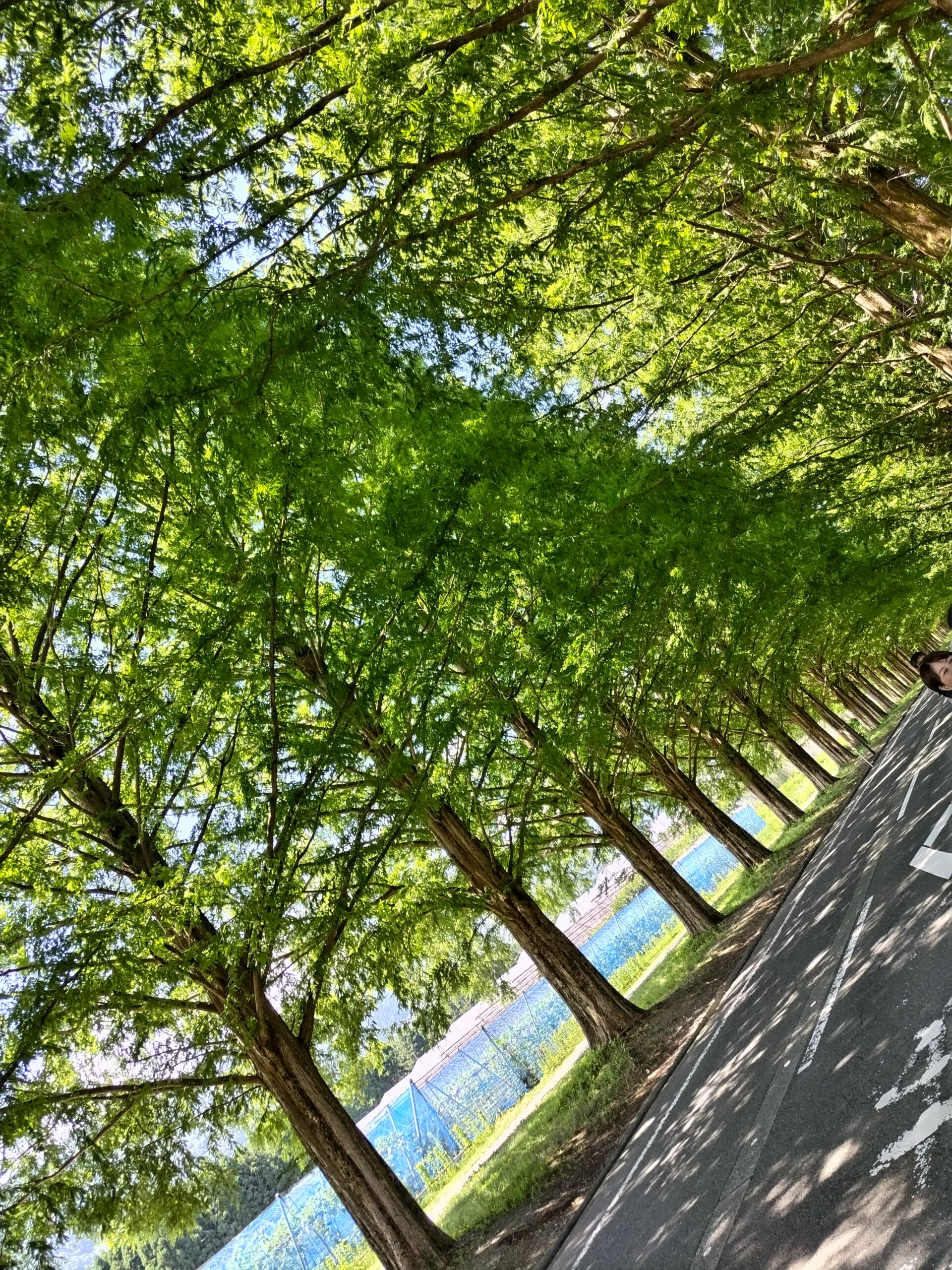 メタセコイア夏