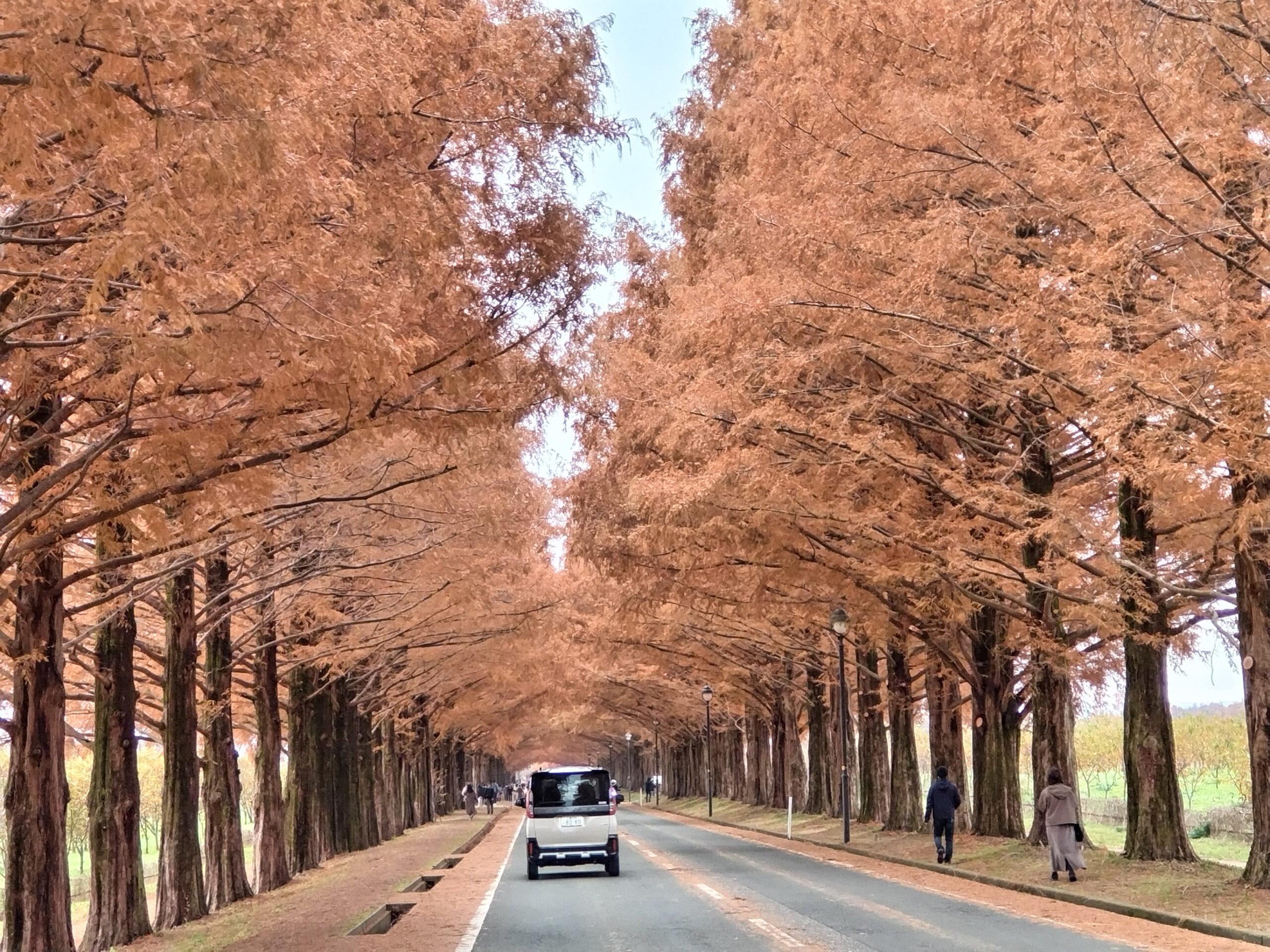 メタセコイア並木道