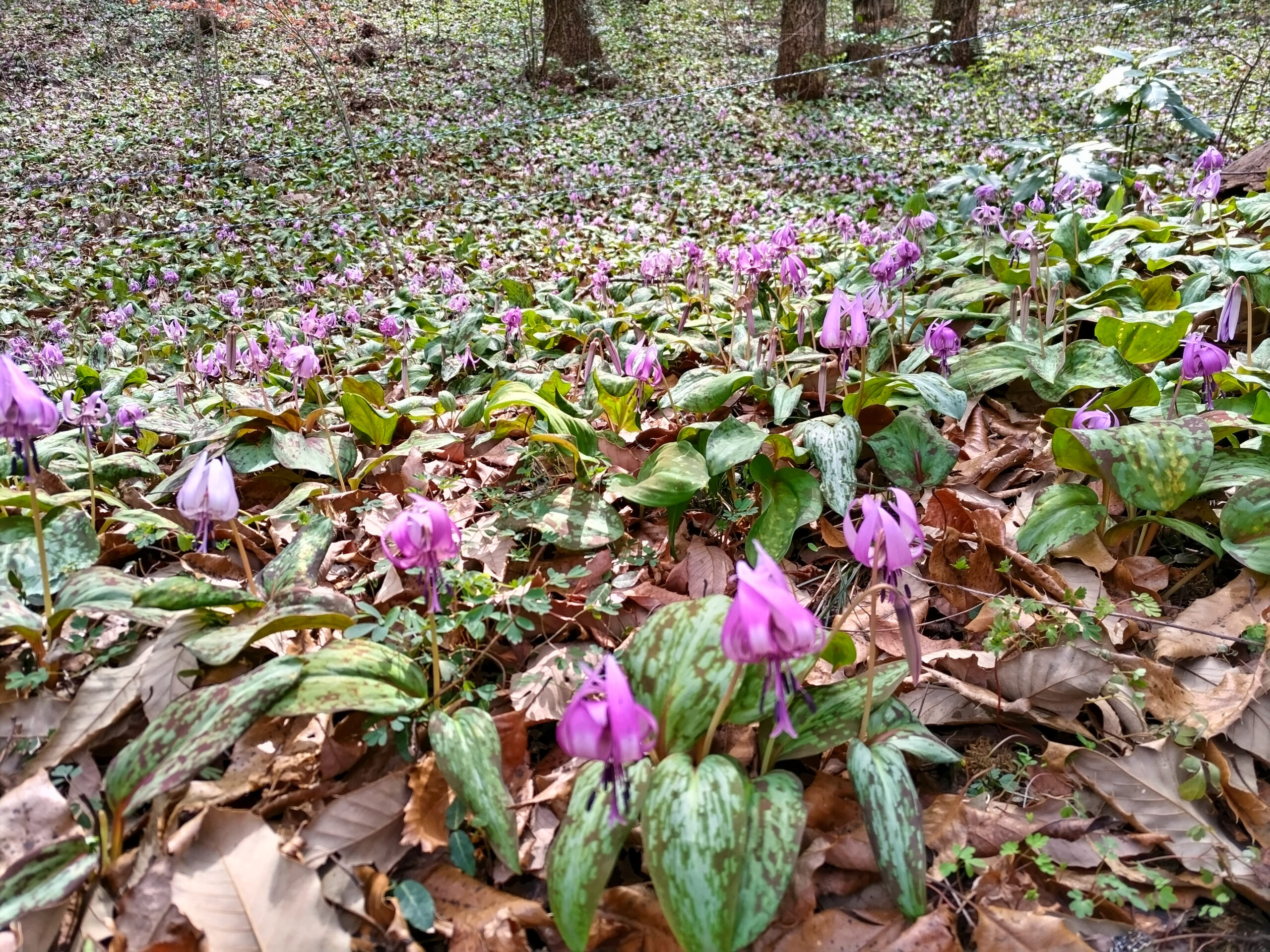 カタクリ群生地
