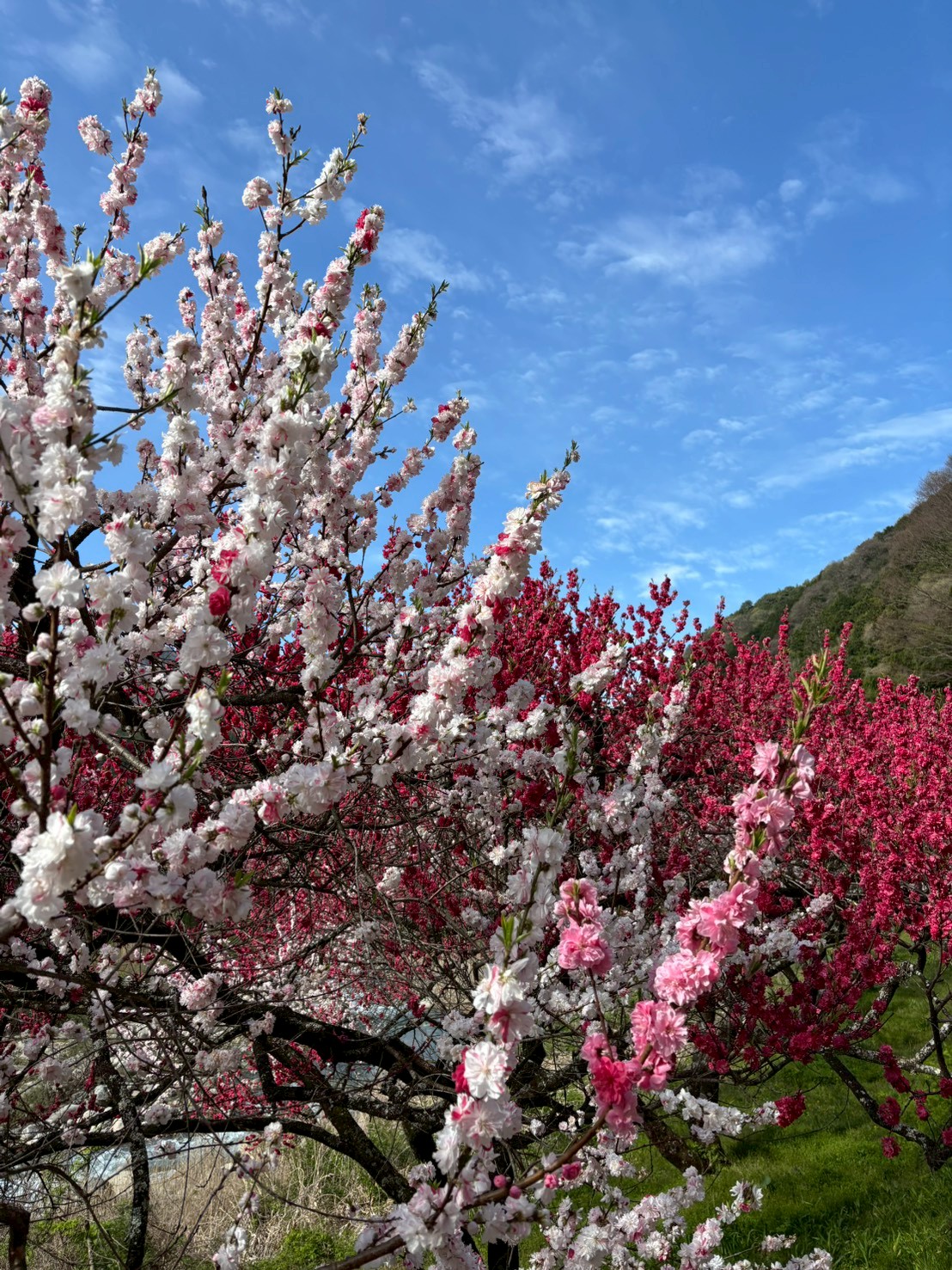 花桃の里